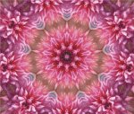 (image for) Fractal Flower